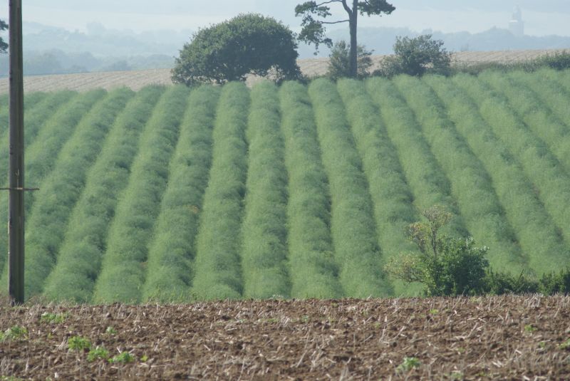 Wight Rural Hub Companion/Inter Cropping Seminar